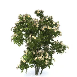 dog rose or rosa canina no1 3D model
