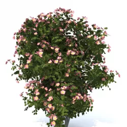 Dogrose rosa canina no 4 3D model