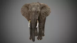 Elephant 3D model