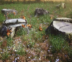 Five scanned old tree stump 3D models - Collection for CG  3D model