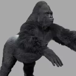 Gorilla-maya 3D model