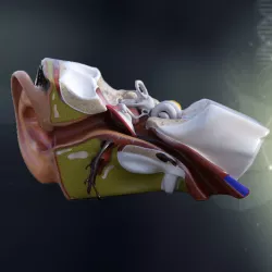 Human Ear Anatomy 3D model