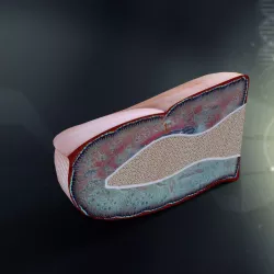 Human Finger Anatomy 3D model