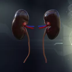 Human Kidney Anatomy 3D model