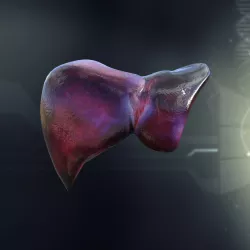 Human Liver Anatomy 3D model