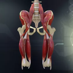 Human Pelvis Muscle Bone Anatomy 3D model