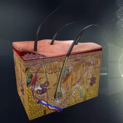 Human Skin Anatomy 3D model