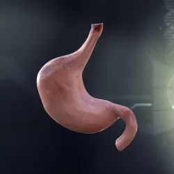 Human Stomach Anatomy 3D model