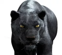 Panther-maya 3D model