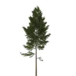 pine tree 3D model