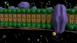 Scientific Cell Membrane Lipids with elements 3D model