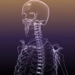 Skeleton of a Human X-Ray scan RenderReady 3D model