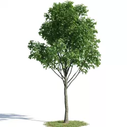 Tilia 57 am154 3D model