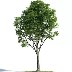 Tilia 58 am154 3D model