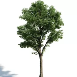 Tilia 59 am154 3D model