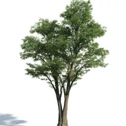 Tilia 60 am154 3D model