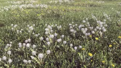 VP Real Grass 3DsMax 3D model