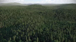 VP Real Trees 3dsMax 3D model