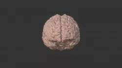 3D Brain Model