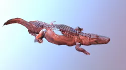 Alligator