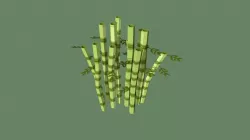 Bamboo