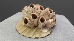 Barnacles on a Scallop Shell