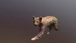 Bobcat
