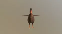 Chicken2
