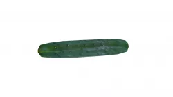 Cucumber