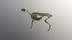 Deer Bones, Half Body