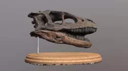 Dromaeosaur skull cast