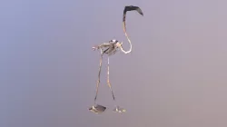 Flamingo Skeleton