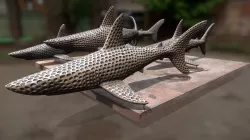 Gallery Selingrak - Sharks