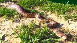 Gopher Snake