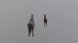 HAP Sample FPS