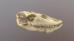 Komodo Dragon Skull cast