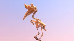 Pelican Skeleton