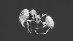 Pheidole mg083 soldier