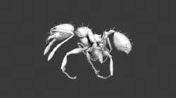 Pheidole mg083 worker