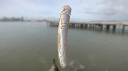 Razor Clam