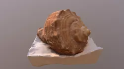scoica
