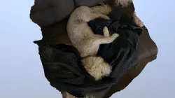 Sleeping Puppy Test 2