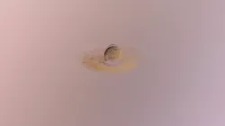 Squash 2