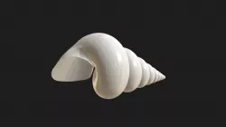 Stylized triton seashell