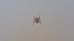 Tick