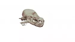 VetCAT Scan