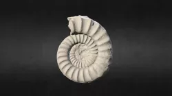 04 Arietites bucklandi