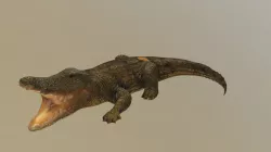 Alligator