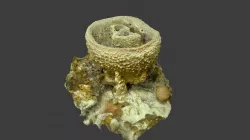 Bell or Vase Sponge (Ircinia campana)