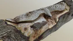 Eagle Chainsaw Carving Scan